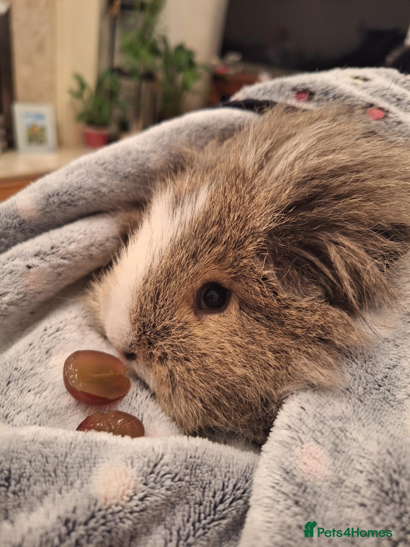 Guinea Pig rodents 1 Neutered Boy and 1 Girl Bonded Pair Guinea Pigs - Advert 2