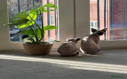 Sphynx cats for sale: 2 female sphynx cats - Image 5