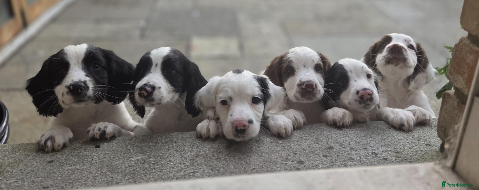 Mixed Breed dogs Beautiful springer pups - Advert 1