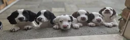 Mixed Breed dogs for sale: Beautiful springer pups in Newry - Advert 1