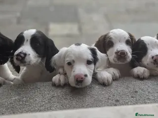 Mixed Breed dogs Beautiful springer pups - Advert 1