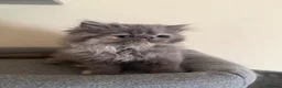 Persian cats for sale: GCCF registered blue cream Persian kitten  - Advert 6