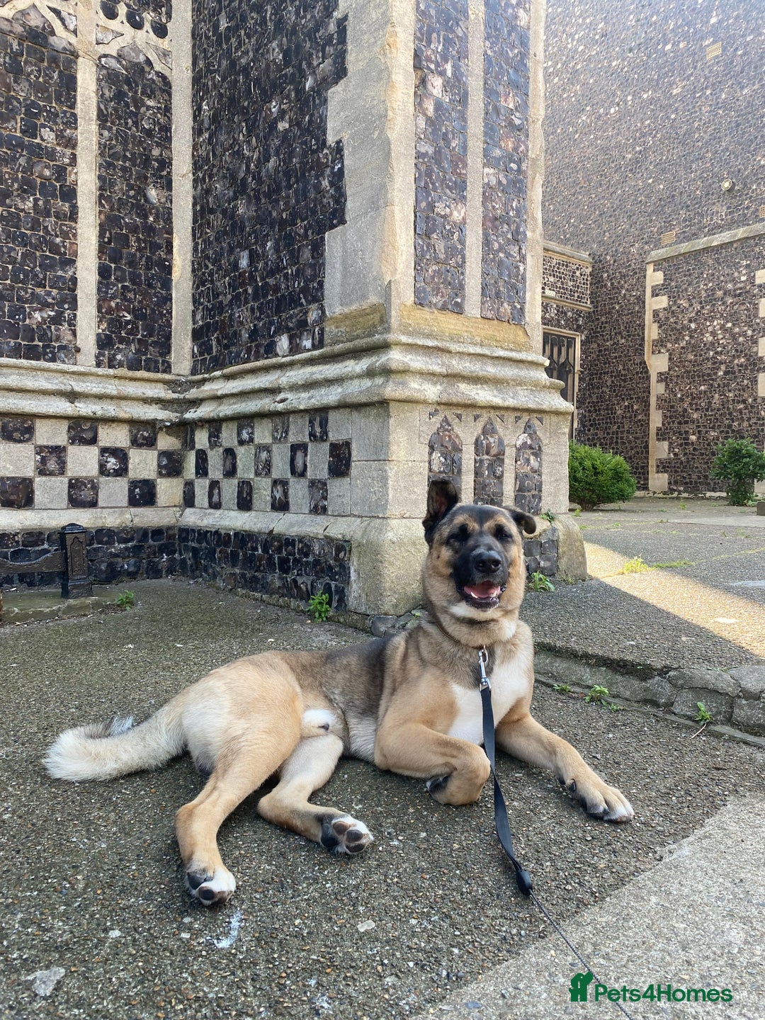 Mixed Breed dogs for sale: Rocco for sale  - Advert 2