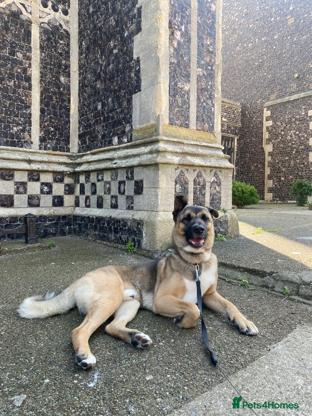 Mixed Breed dogs for sale: Rocco for sale  - Advert 2