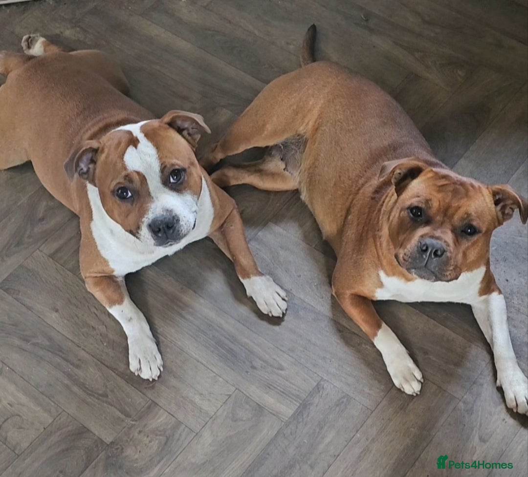 Staffordshire Bull Terrier dogs for stud: 🥨ZEUS PIED PERFECTION 🥨 COI 2.1% in Rochdale - Advert 8