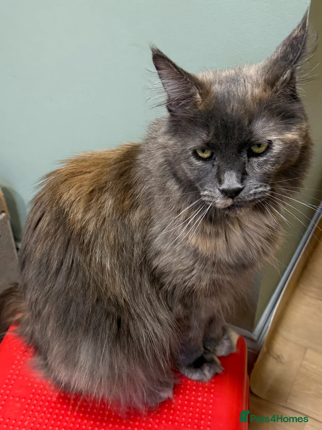 Maine Coon cats for sale: Maine coon - Advert 1