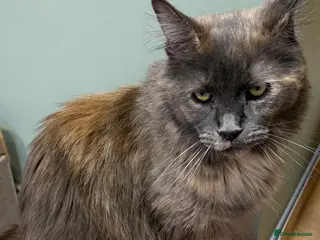 Maine Coon cats Maine coon - Advert 1