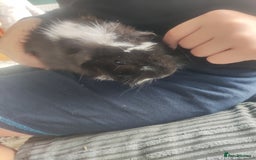 Guinea Pig rodents for sale: 2 Male Guinea Pigs - Have to go together  - Image 8