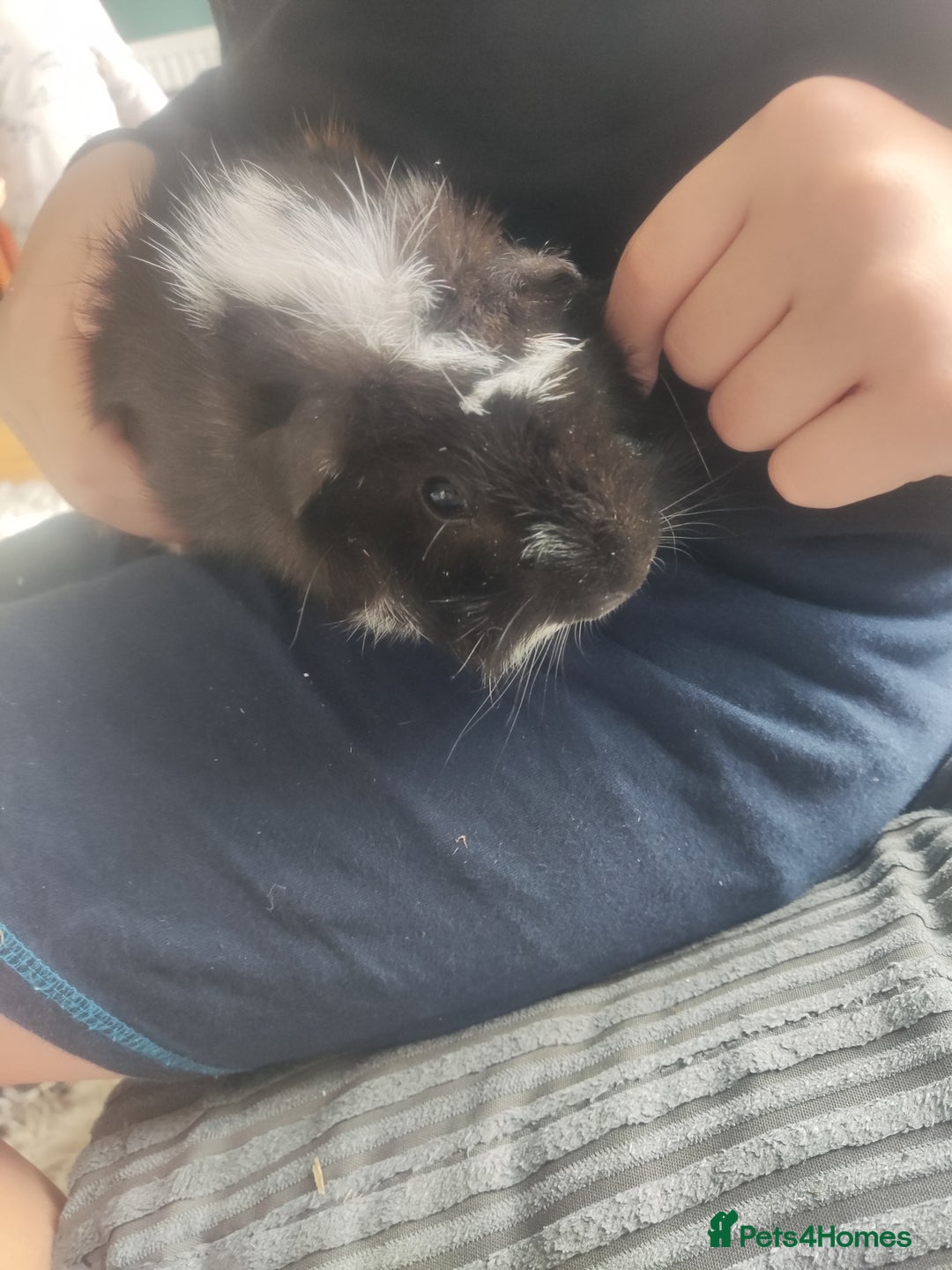 Guinea Pig rodents for sale: 2 Male Guinea Pigs - Have to go together  - Image 8