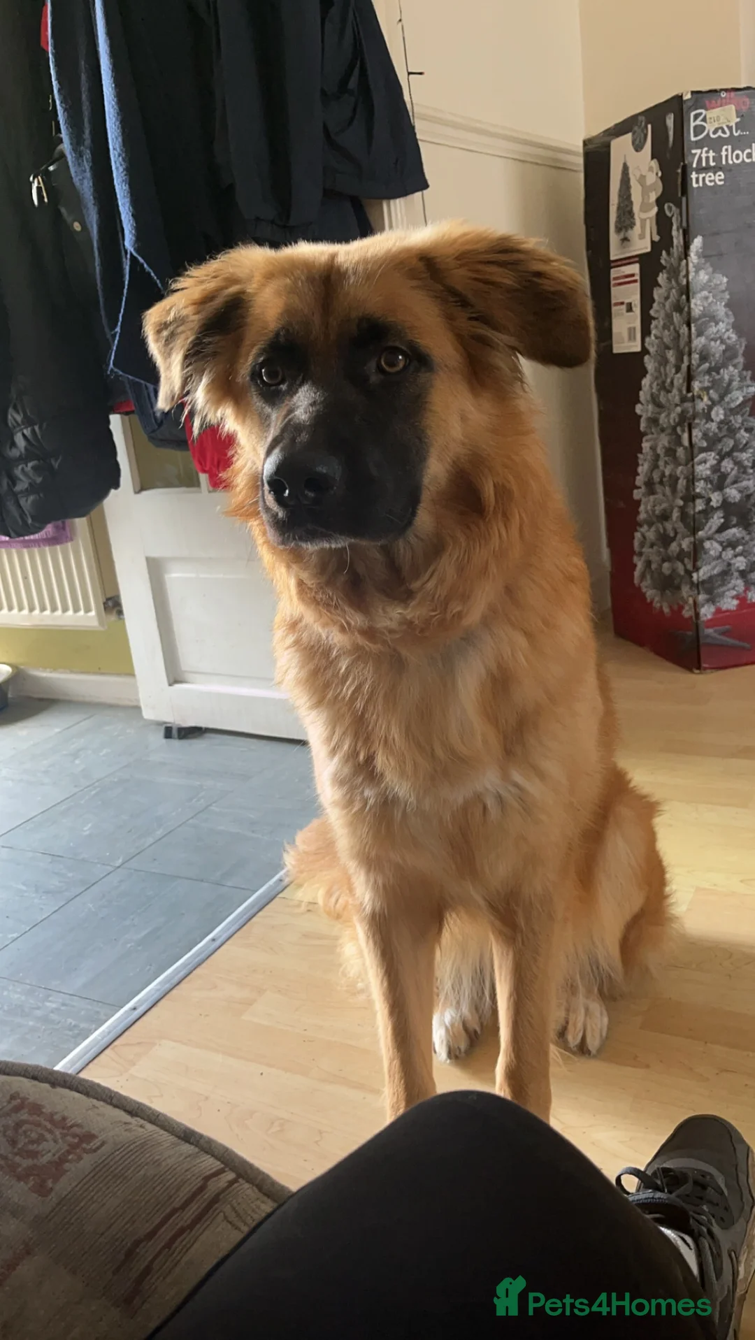 Mixed Breed dogs for stud: Lexi  in Bristol - Advert 1