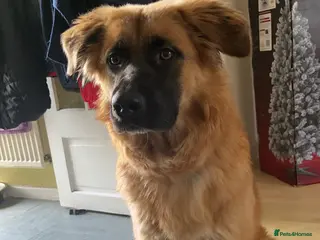 Mixed Breed dogs Lexi in Bristol - Advert 1