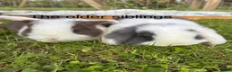 Mini Lop rabbits for sale: Beautiful Mini Lop Babies – Cornwall 🐰❤️ - Advert 6