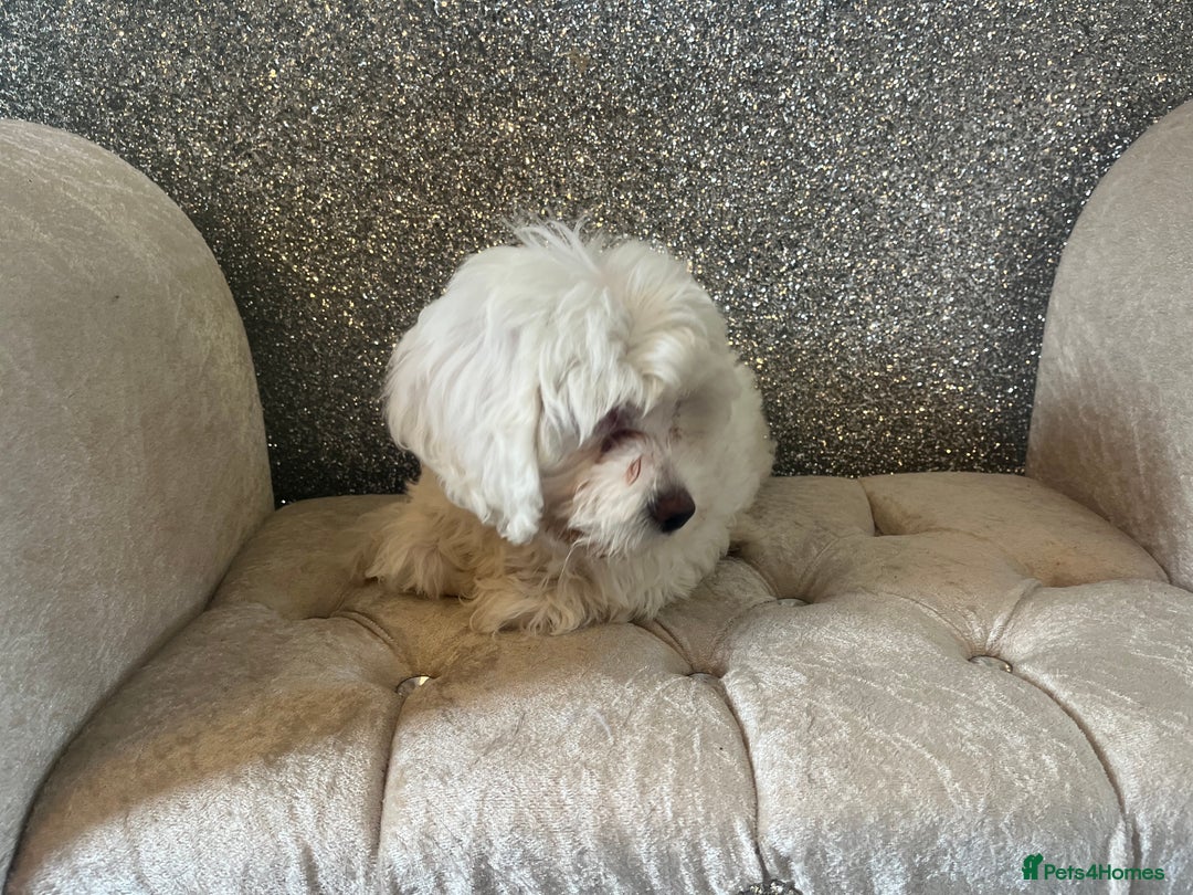 Cockapoo dogs for sale: Stunning f1b cockapoos  - Image 9