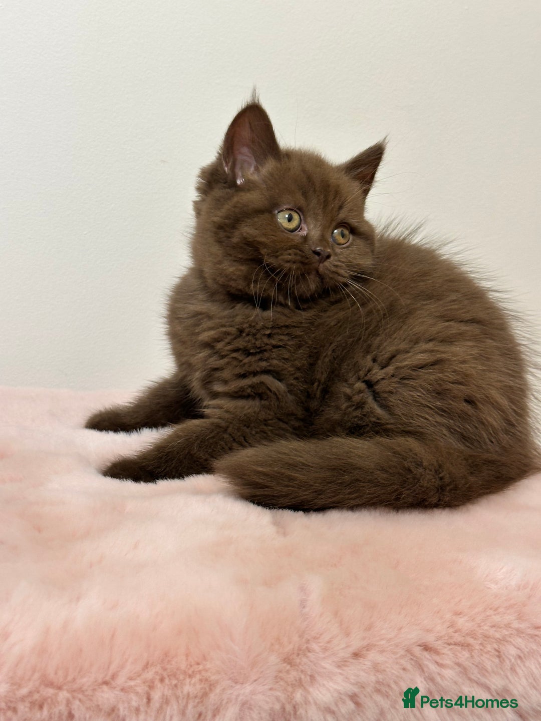 British Shorthair cats for sale: British Shorthair Chunky Chocolate Kittens🐻 - Advert 18