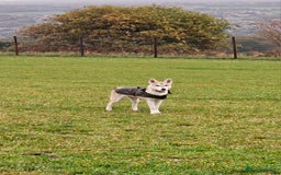Saarloos Wolfdog dogs for sale: Wolfdog puppies. 1 boy, 2 girls available.   in Wigan - Image 31