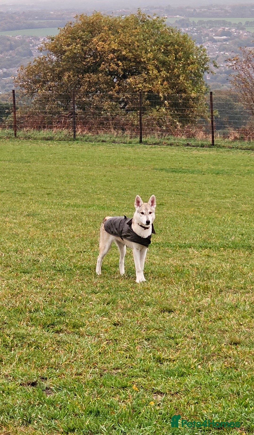 Saarloos Wolfdog dogs for sale: Wolfdog puppies. 1 boy, 2 girls available.   in Wigan - Image 31