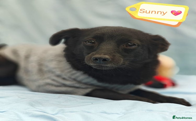 Mixed Breed dogs - Advert 1