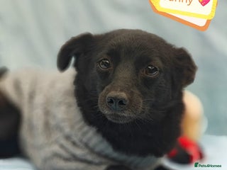 Mixed Breed dogs - Advert 26