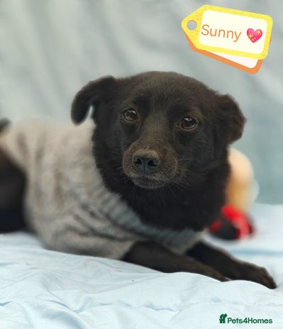 Mixed Breed dogs - Advert 3