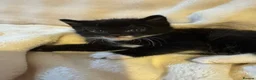 Mixed Breed cats for sale: 4 Adorable ragdoll x tuxedo kittens in Basildon - Advert 16