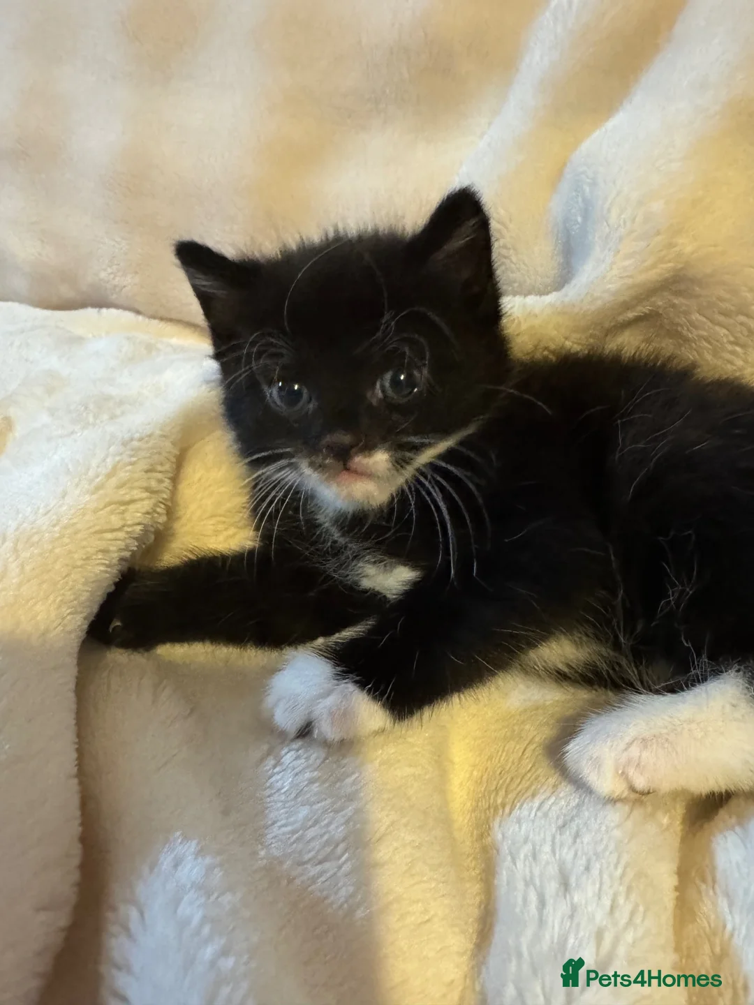 Mixed Breed cats for sale: 4 Adorable ragdoll x tuxedo kittens in Basildon - Advert 16