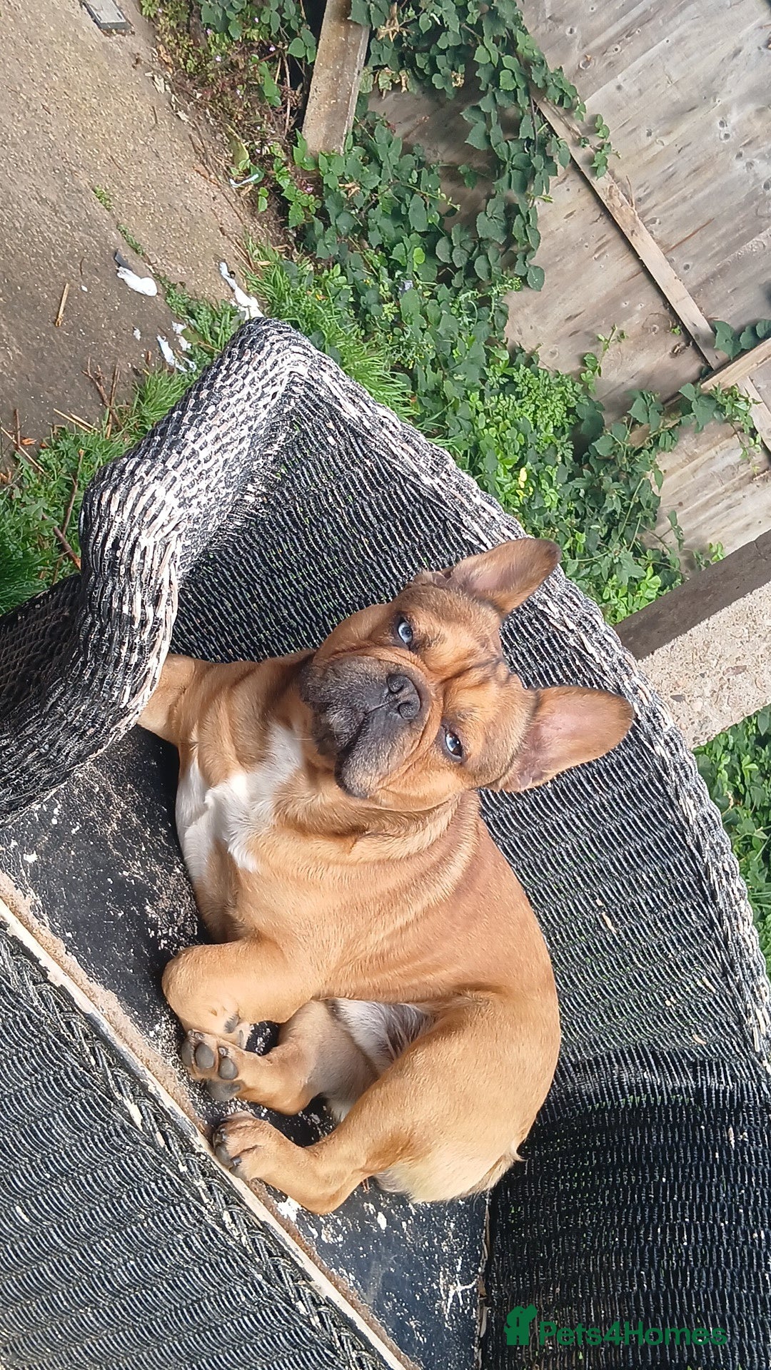 French Bulldog dogs for stud: Mr cryptic - Image 4