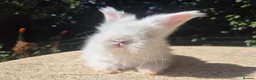 Angora rabbits for sale: 🩷 FULL FACE ANGORA BABIES- PARENTS FROM🇫🇷 - Advert 14