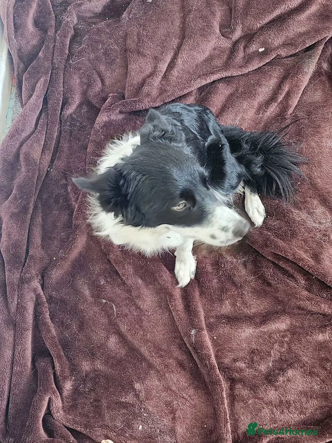 Border Collie dogs for sale: Mercedes in Telford - Advert 2