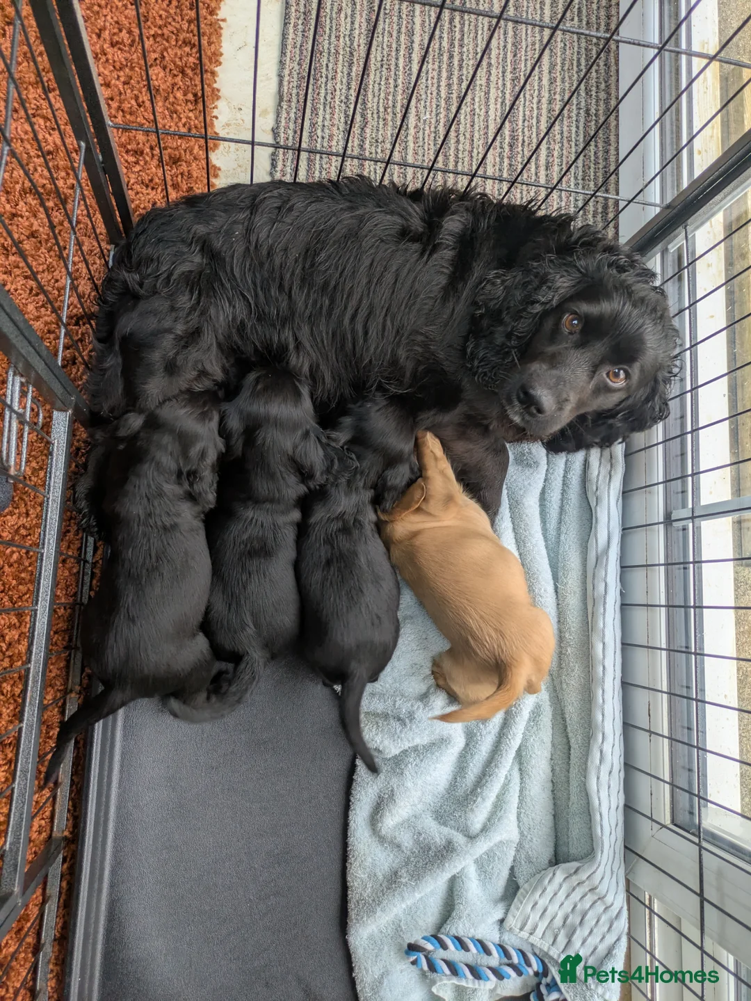 Cocker Spaniel dogs for sale: Stunning Cocker Spaniel Puppies  - Advert 2