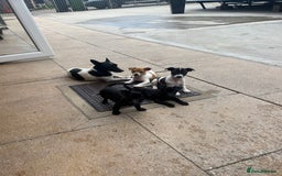 Jack Russell dogs for sale: Jack russsell puppy’s for sale small type - Image 2