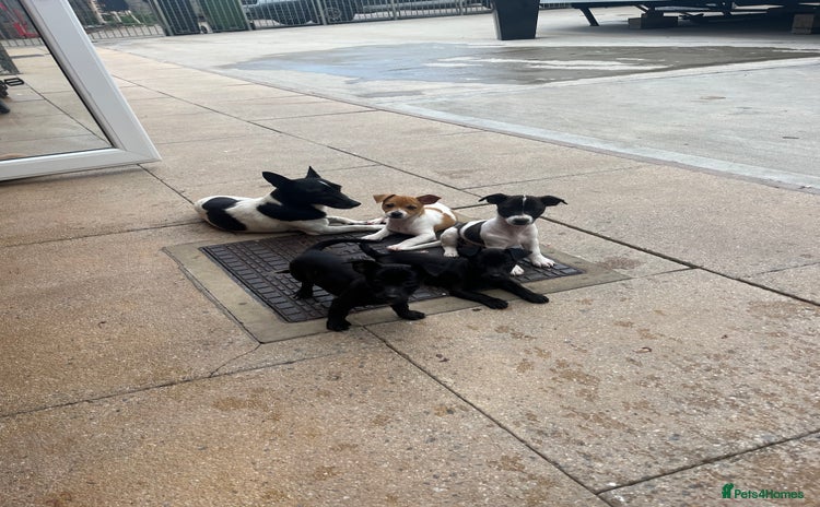 Jack Russell dogs - Advert 12