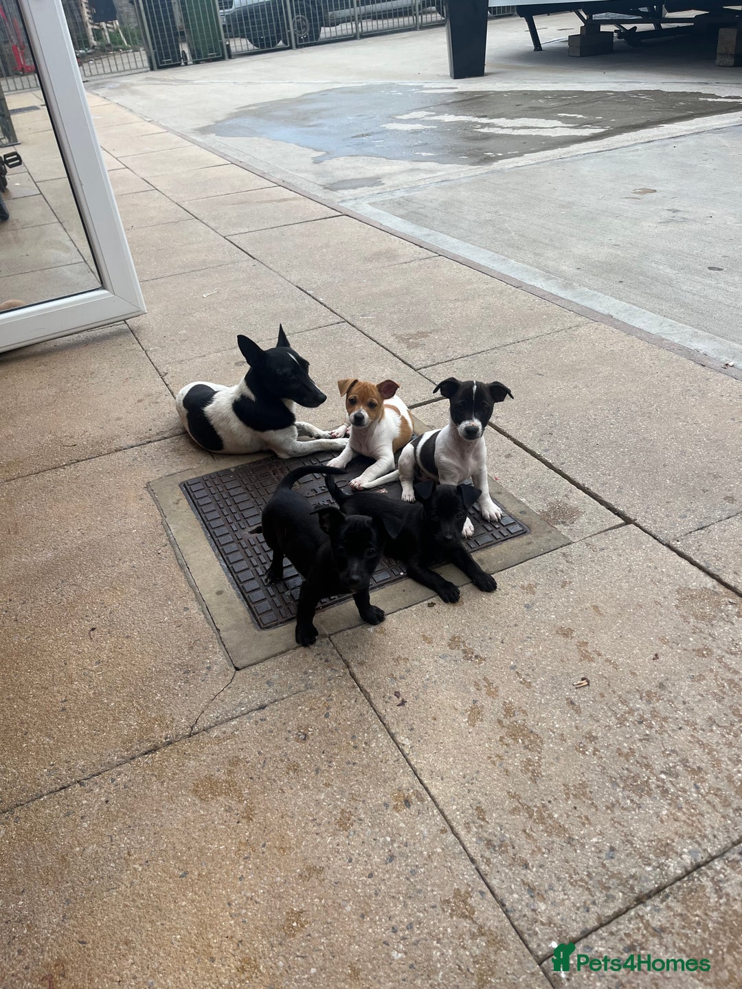Jack Russell dogs for sale: Jack russsell puppy’s for sale small type - Image 2