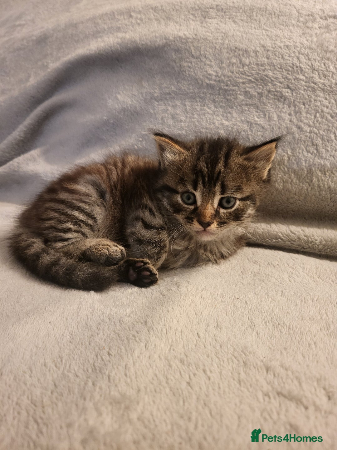 Siberian cats for sale: Sweet Little Princess Is Looking for a Loving Home - Advert 6