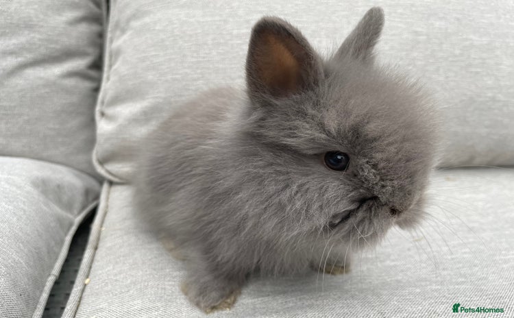 Lionhead rabbits - Advert 14