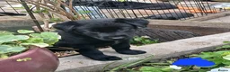Borador dogs for sale: Labrador x collie puppies  - Advert 7