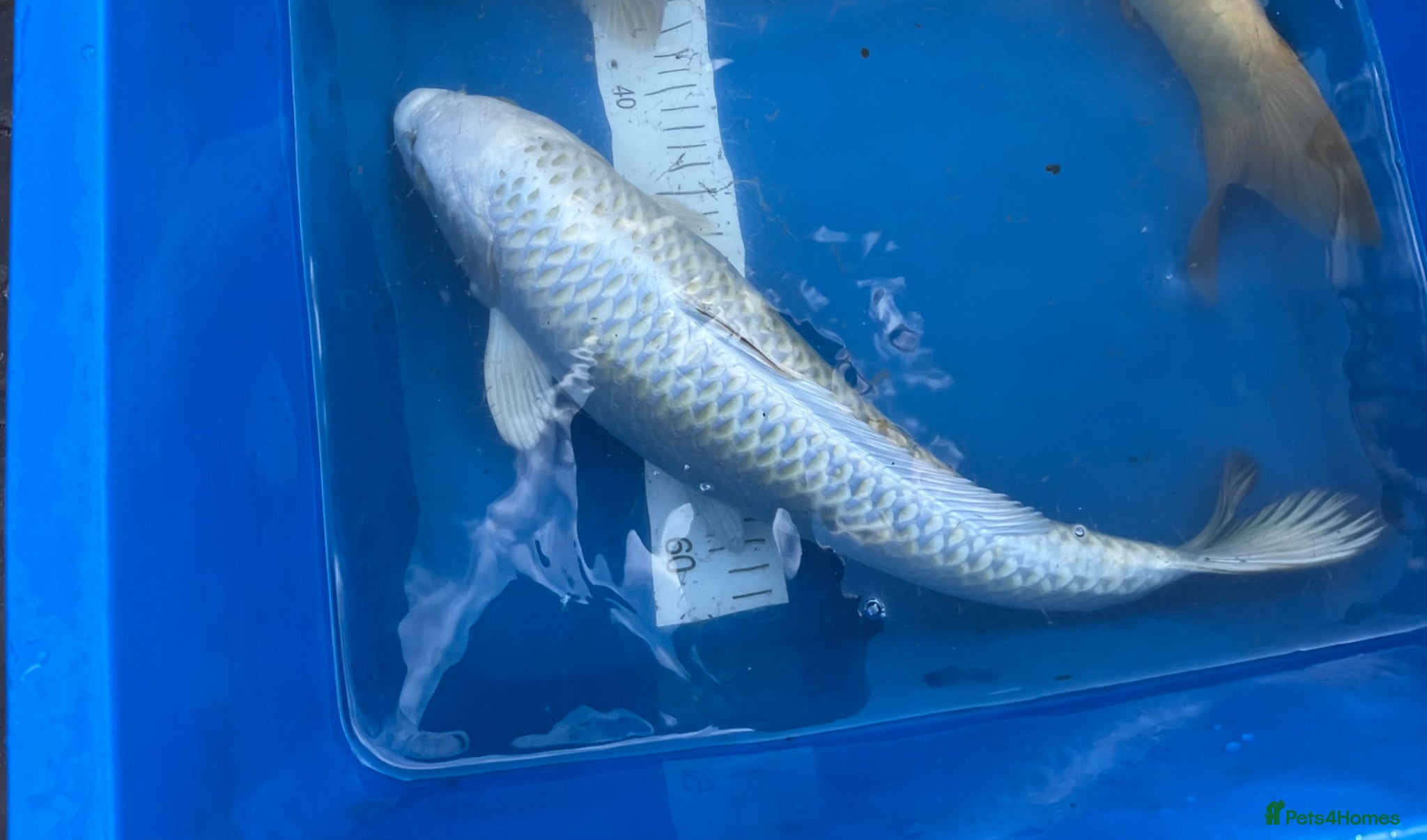 Koi Carp fish Japanese koi carp for sale  - Advert 9
