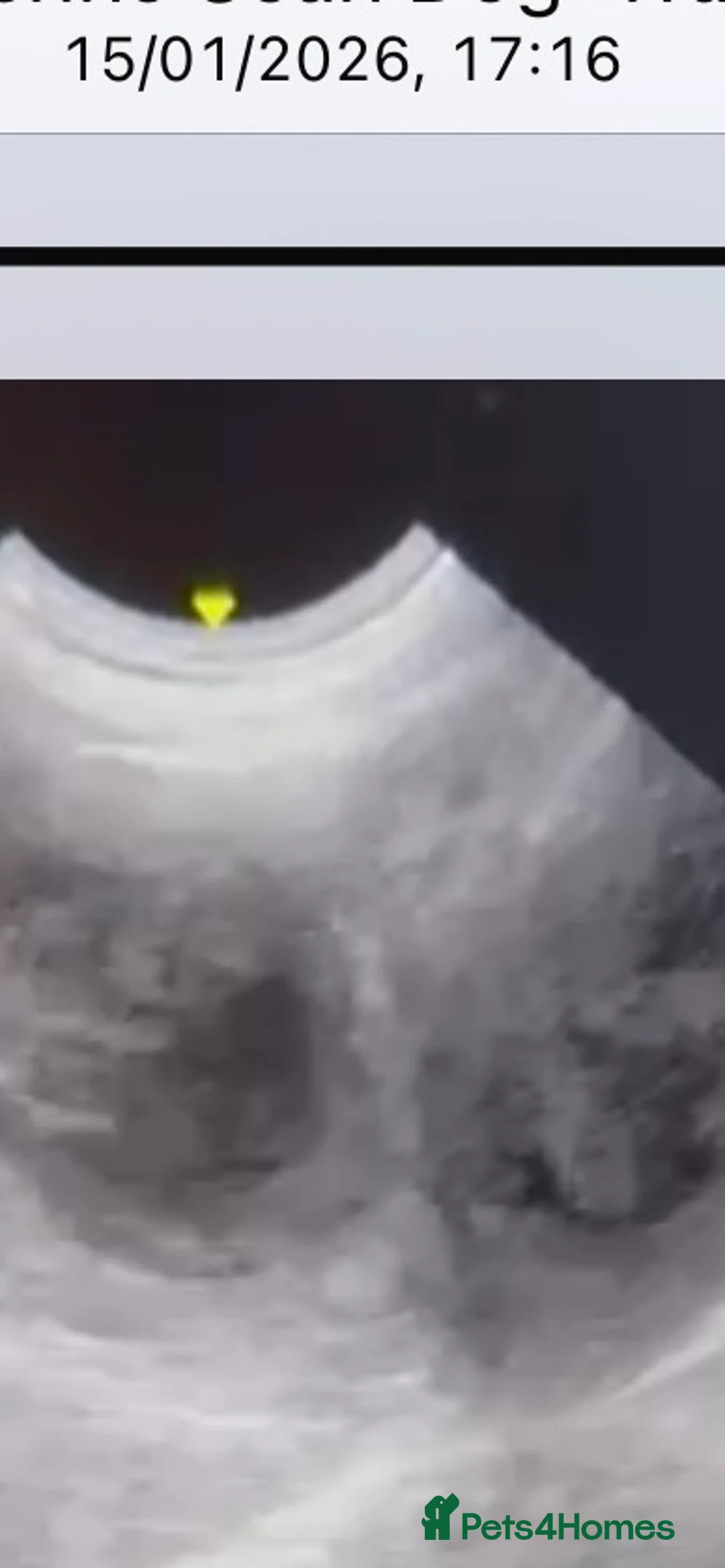 Mini Goldendoodle dogs for sale: Magical F1b Goldendoodles - Advert 3