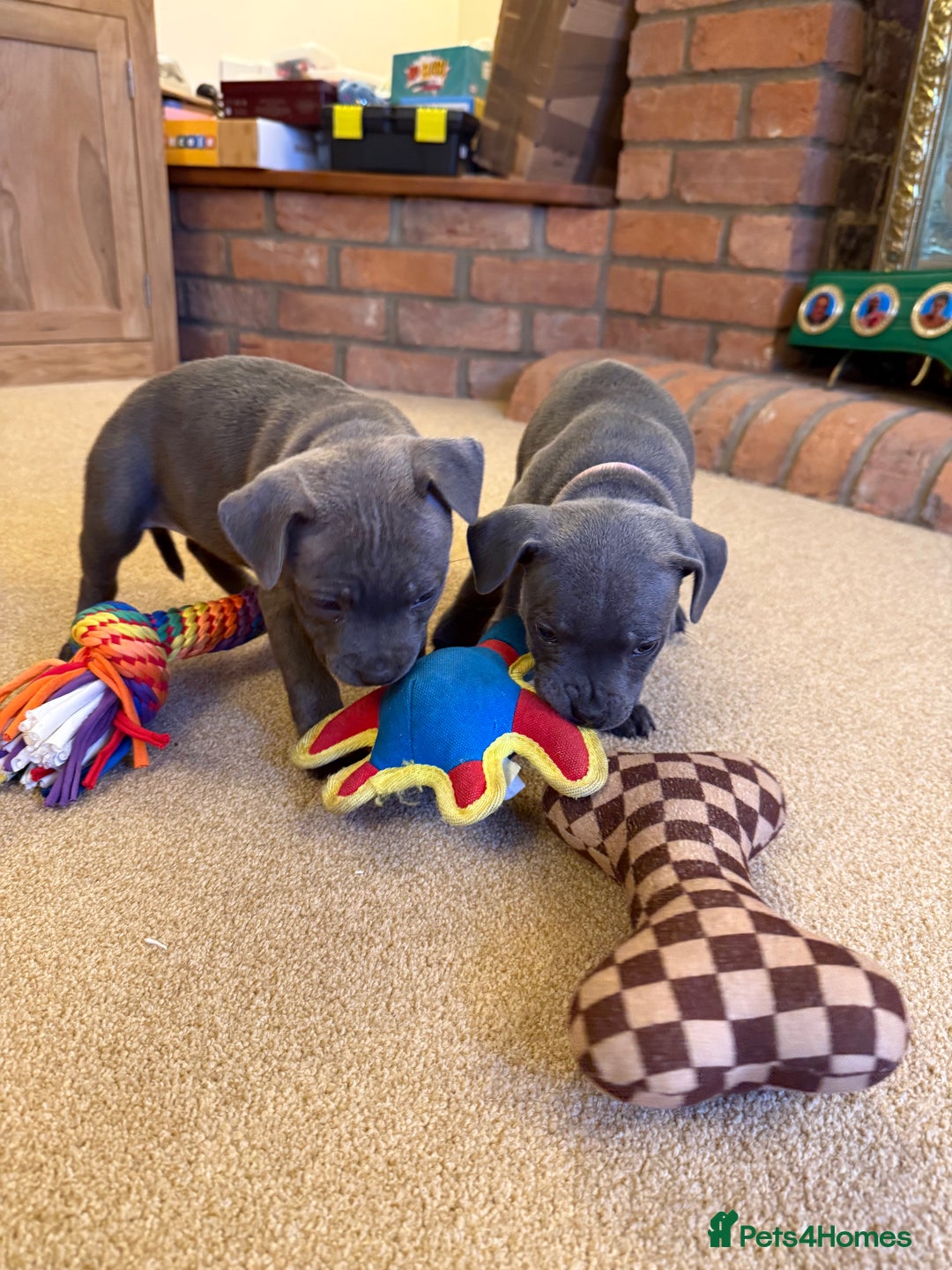 Staffordshire Bull Terrier dogs for sale: Health Tested Clear Staffordshire Bull Terrier's - Advert 5