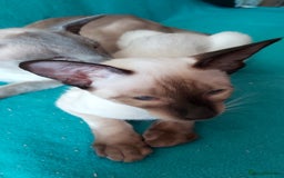 Oriental cats for sale: Full Pedigree Oriental 1 Kitten XL size ears GCCF in Biggleswade - Image 22