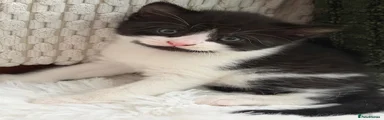 Moo