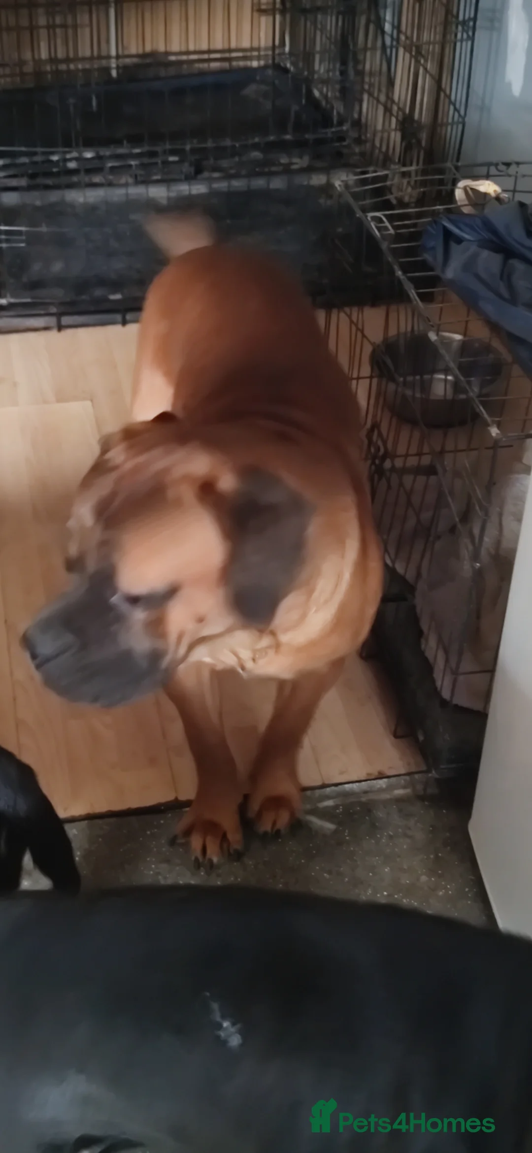 Mixed Breed dogs for sale: Mother and son and daughter  in Dagenham - Advert 2