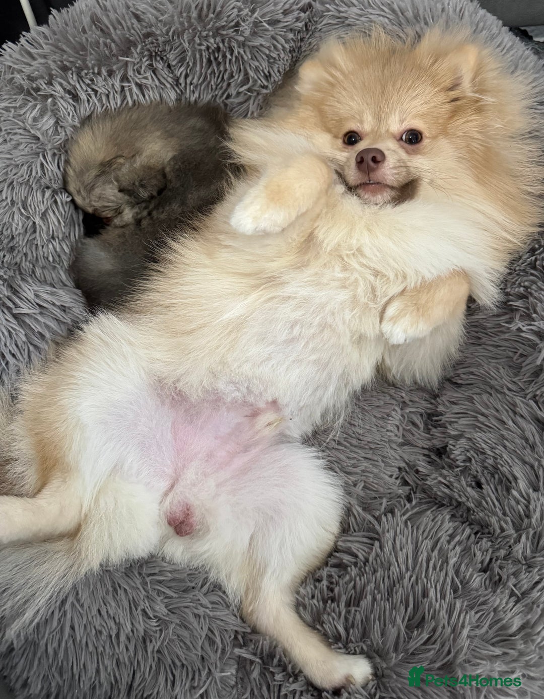 Pomeranian dogs for sale: Male Pomeranian - Image 2