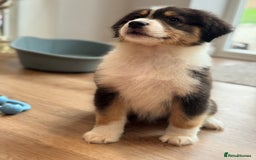 Australian Shepherd dogs for sale: 2 KC registered Australian Shepards remaining! - Image 9