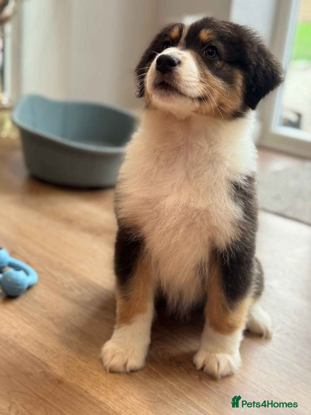 Australian Shepherd dogs for sale: 2 KC registered Australian Shepards remaining! - Image 9