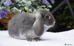 Mini Lop rabbits for sale: Beautiful pure mini lop boy - Image 3