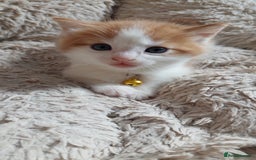 Mixed Breed cats for sale: Beautiful Kittens British ShorthairxRagdoll - Image 20