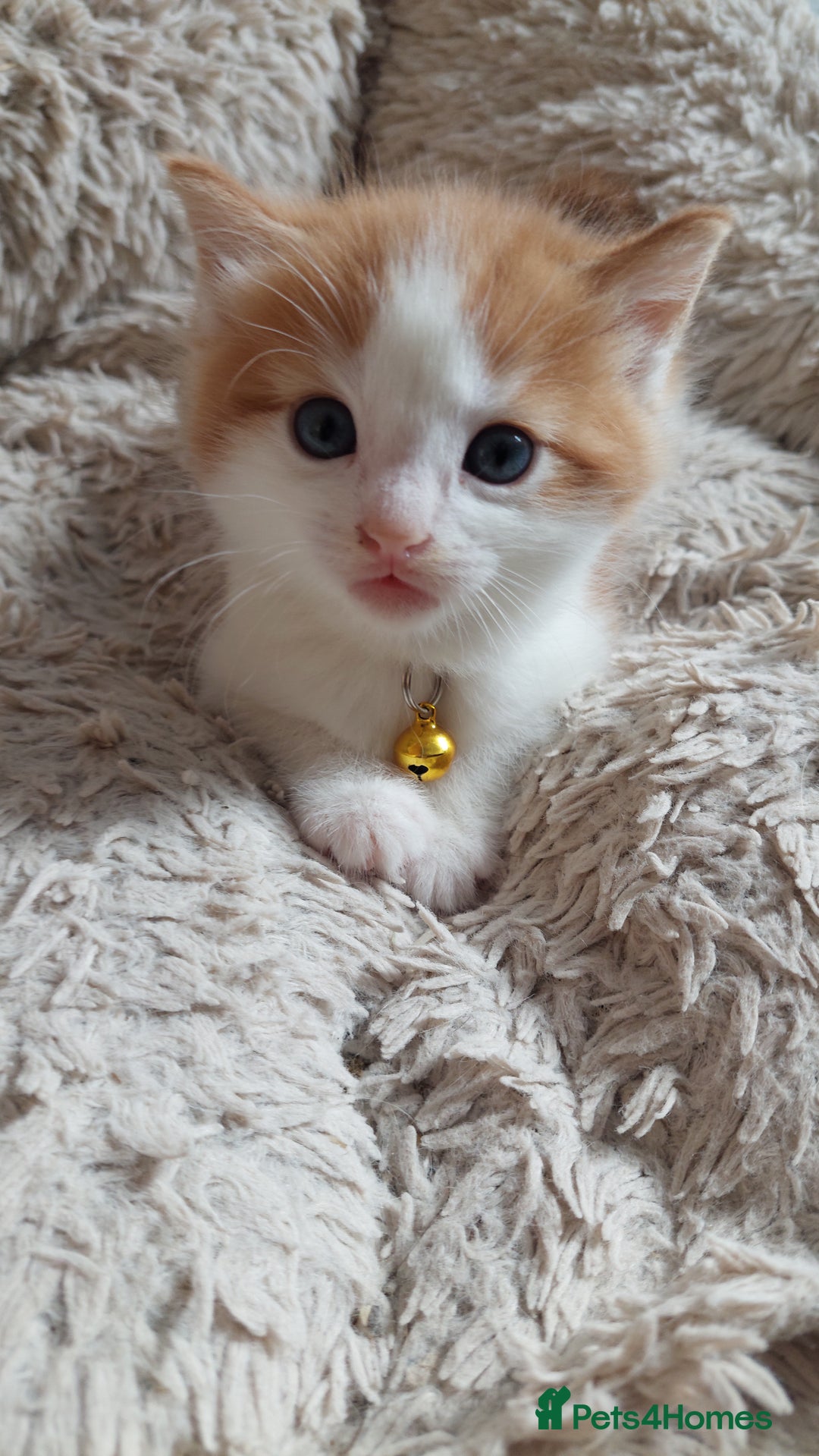 Mixed Breed cats for sale: Beautiful Kittens British ShorthairxRagdoll - Image 20