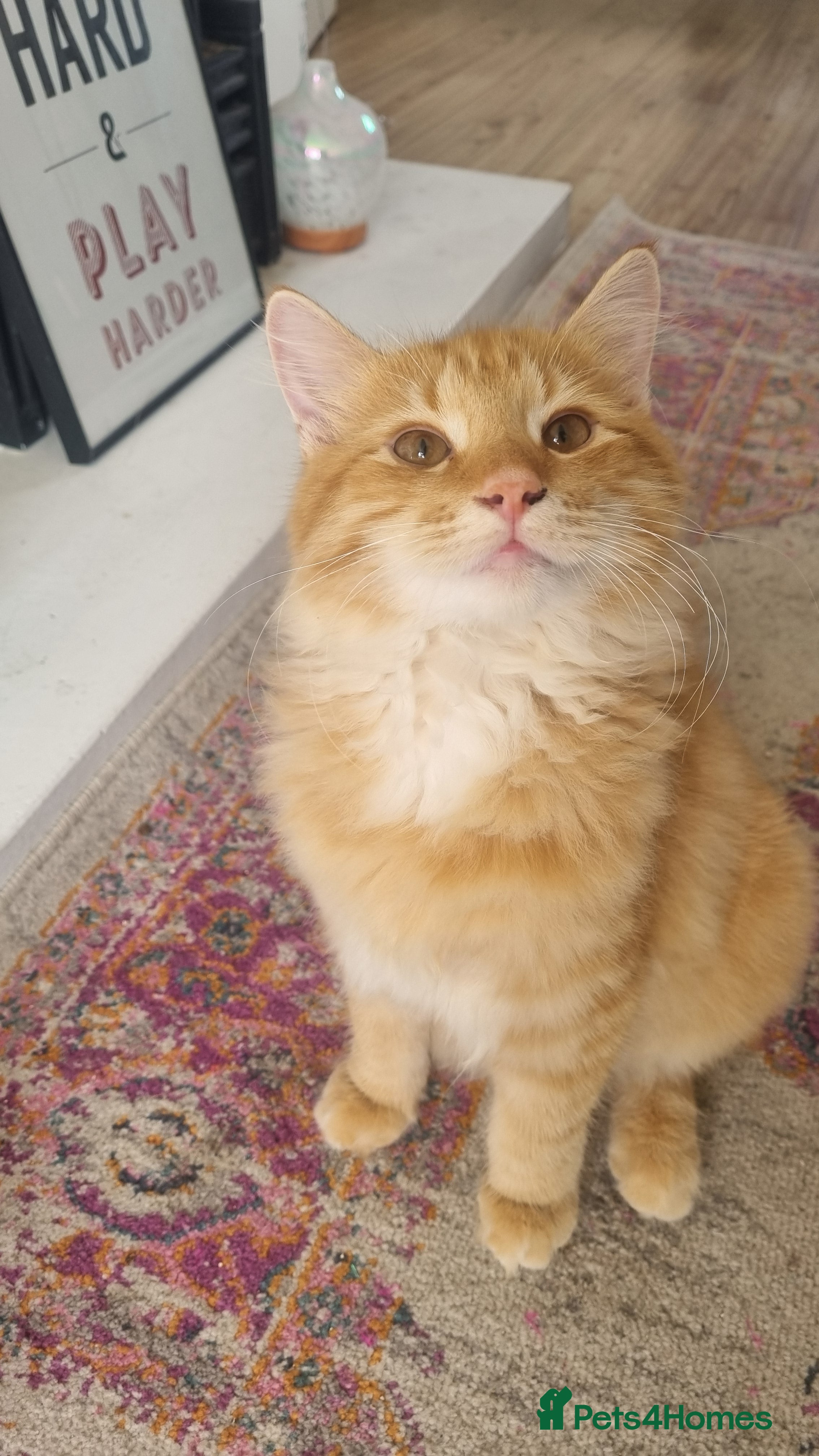 British Longhair cats Two beautiful ginger kittens for salekittens  - Advert 3