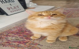 British Longhair cats for sale: Two beautiful ginger kittens for salekittens  - Image 1