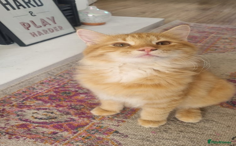 British Longhair cats - Advert 4